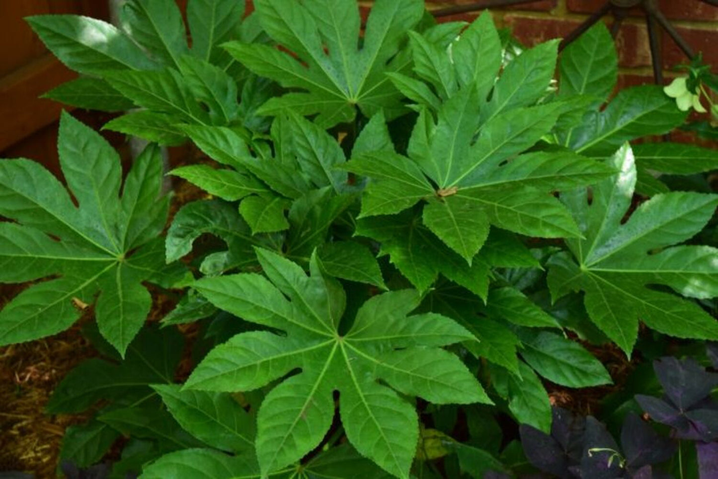 Fatsia japonica