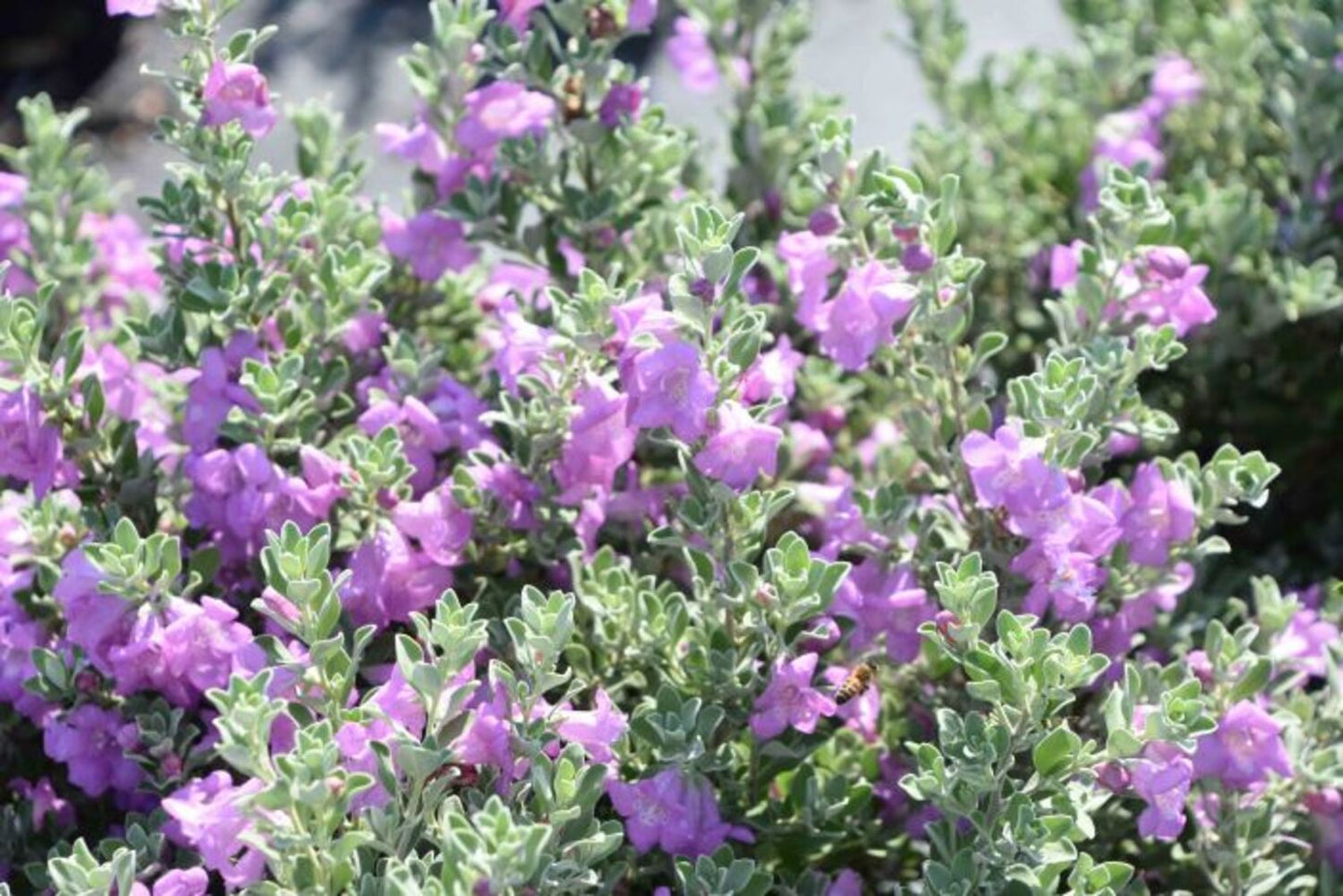 Leucophyllum 'Greado' "TX Sage"
