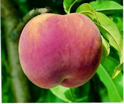 Peach Redglobe
