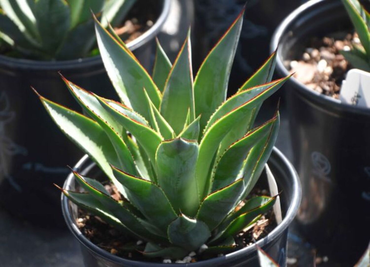 Agave 'Blue Glow'