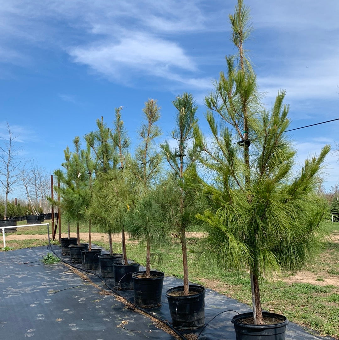 Pine Loblolly
