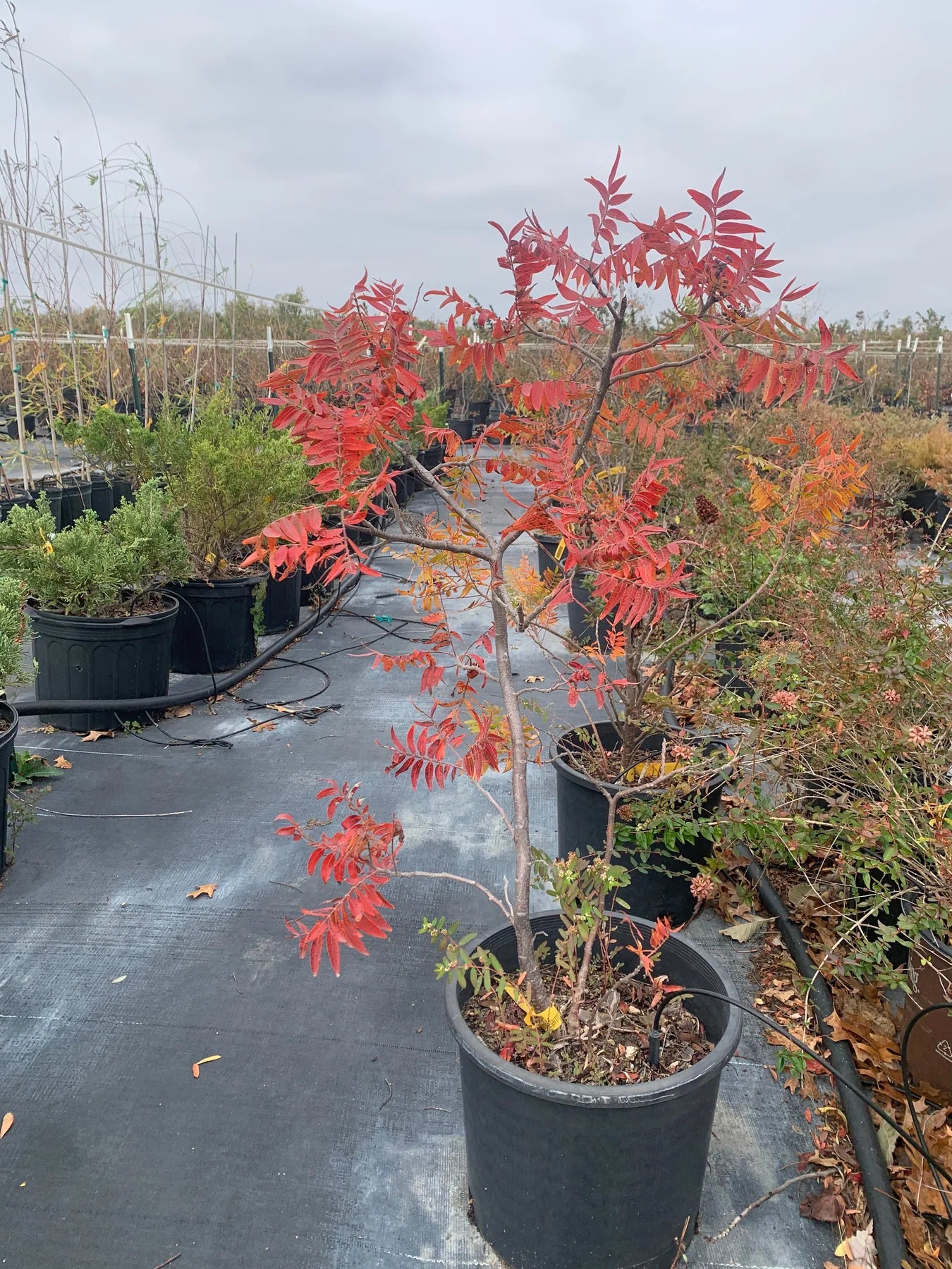Sumac Prairie Flameleaf