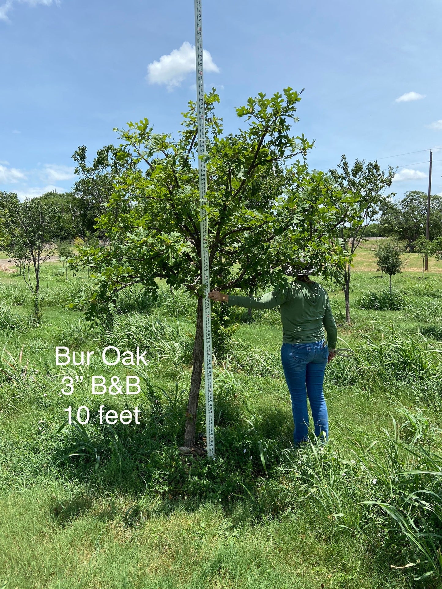 Oak Bur