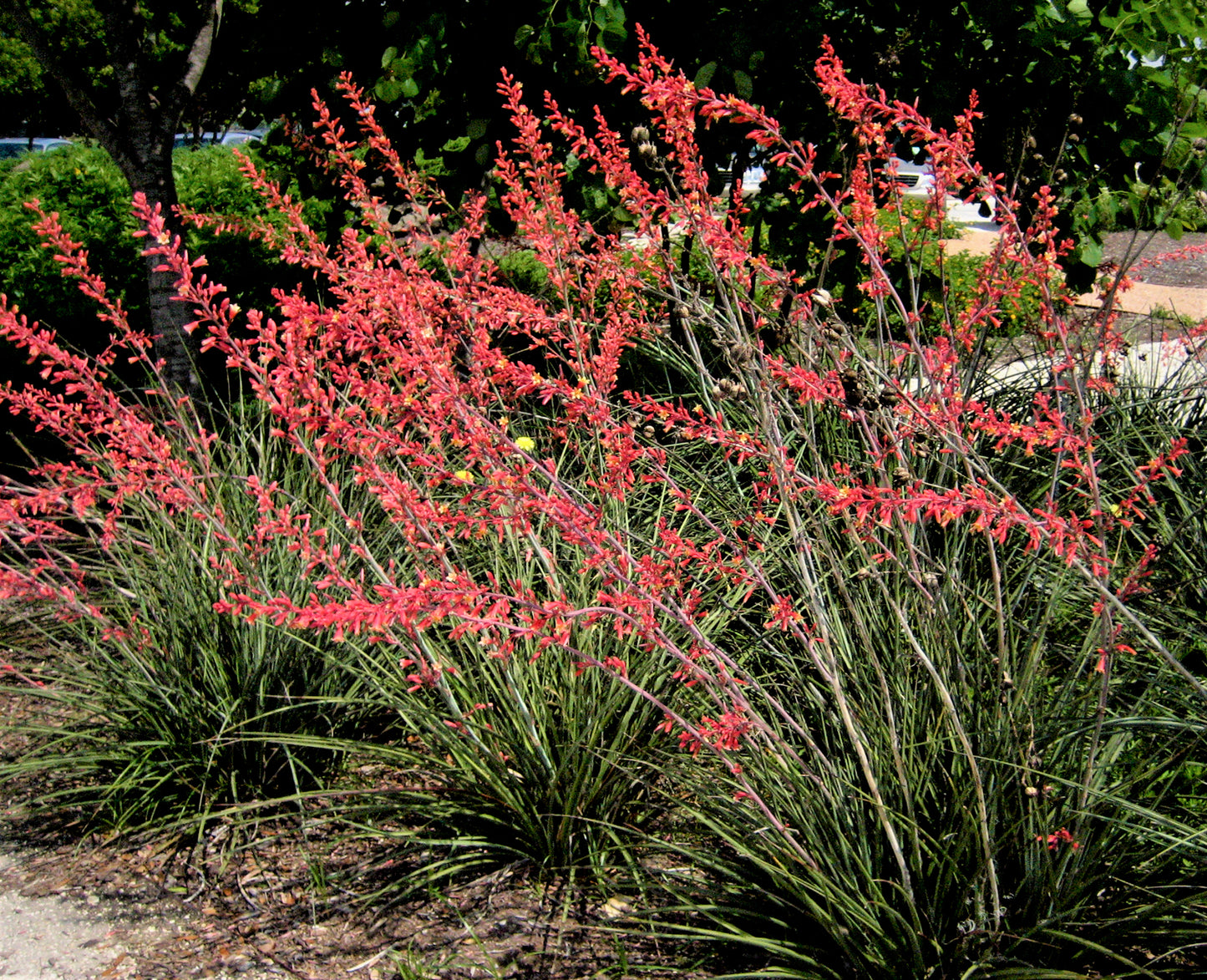 Yucca Red