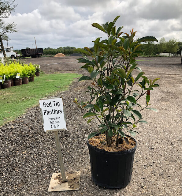 Photinia Red Tips