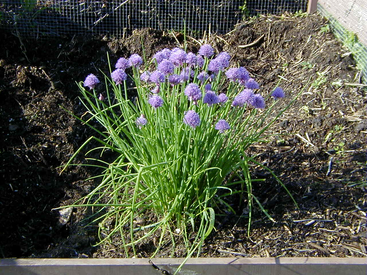 Chives