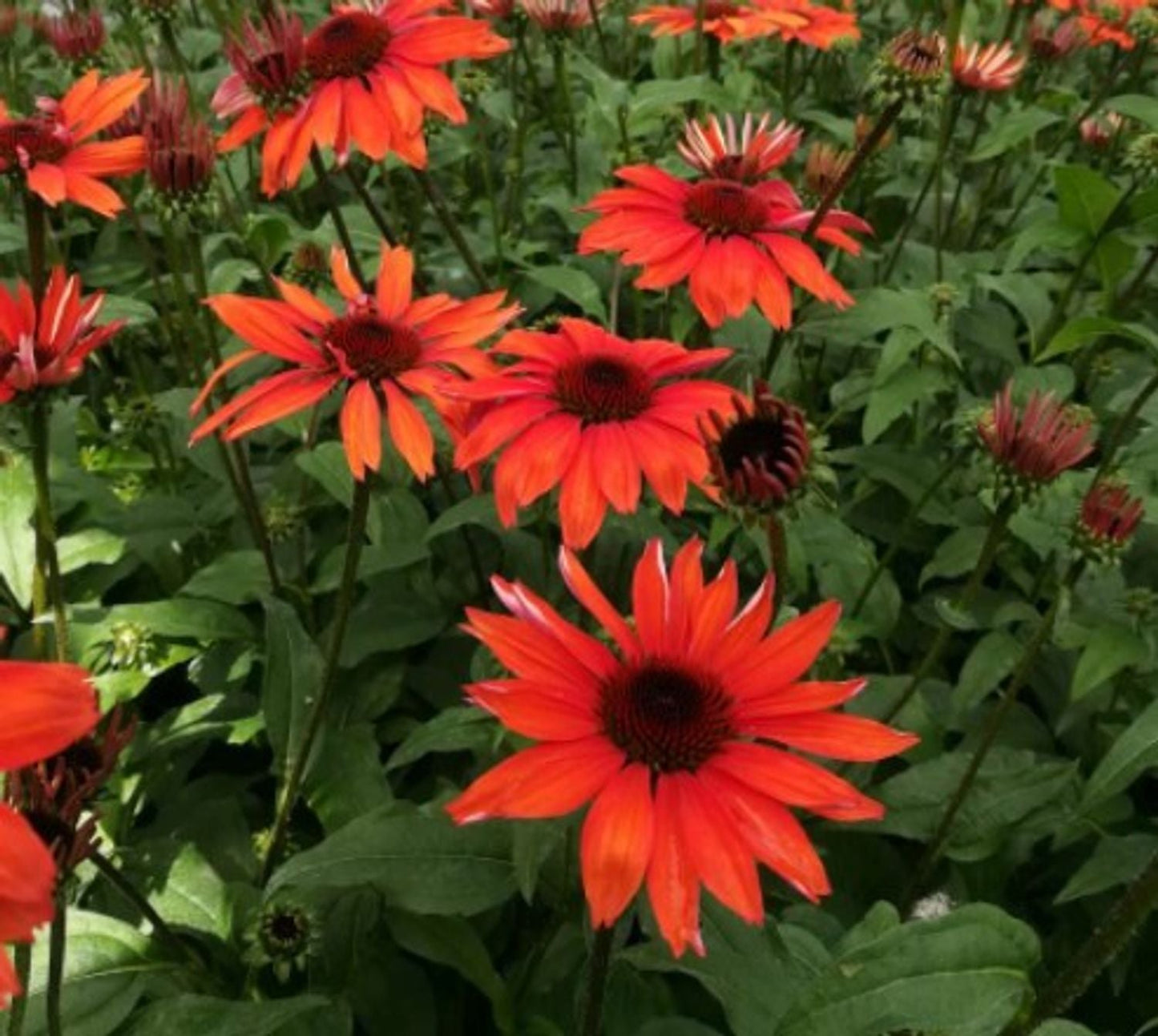 Echinacea 'Panama™ Red'