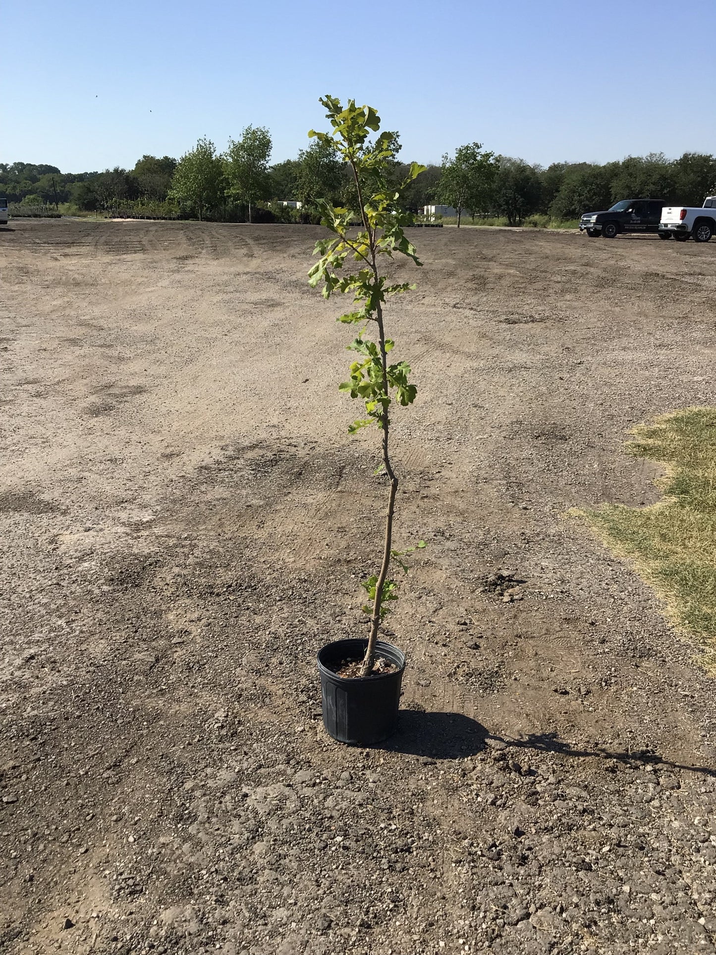 Oak Bur
