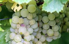 Grape Caminante Blanc White