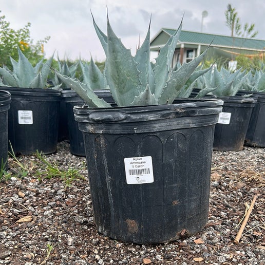 Agave Americana
