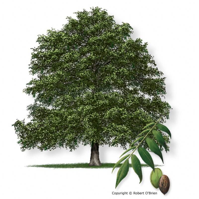 Pecan Native