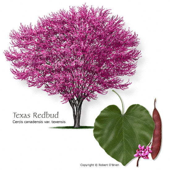 Redbud Texas