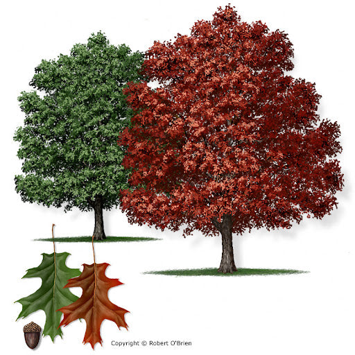 Oak Red