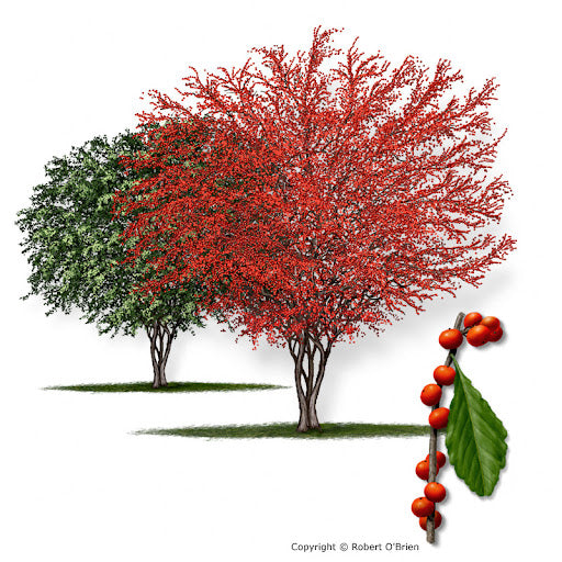 Possumhaw Holly