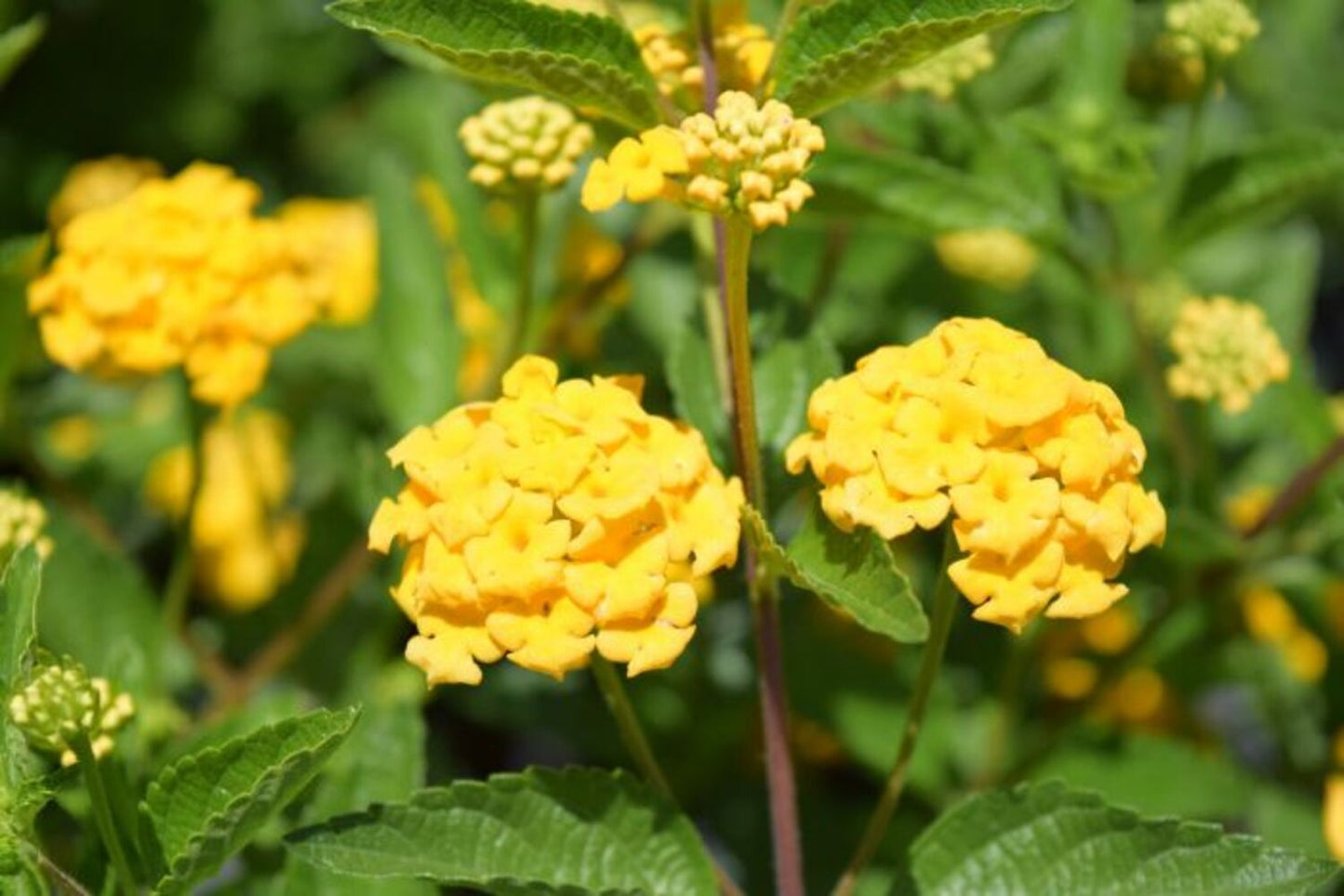 Lantana New Gold