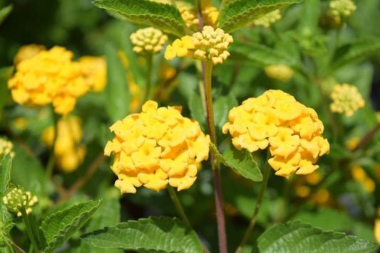 Lantana New Gold