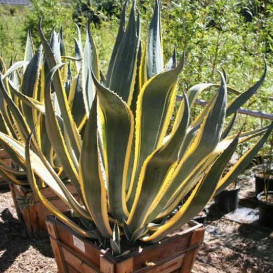 Agave americana 'Opal'