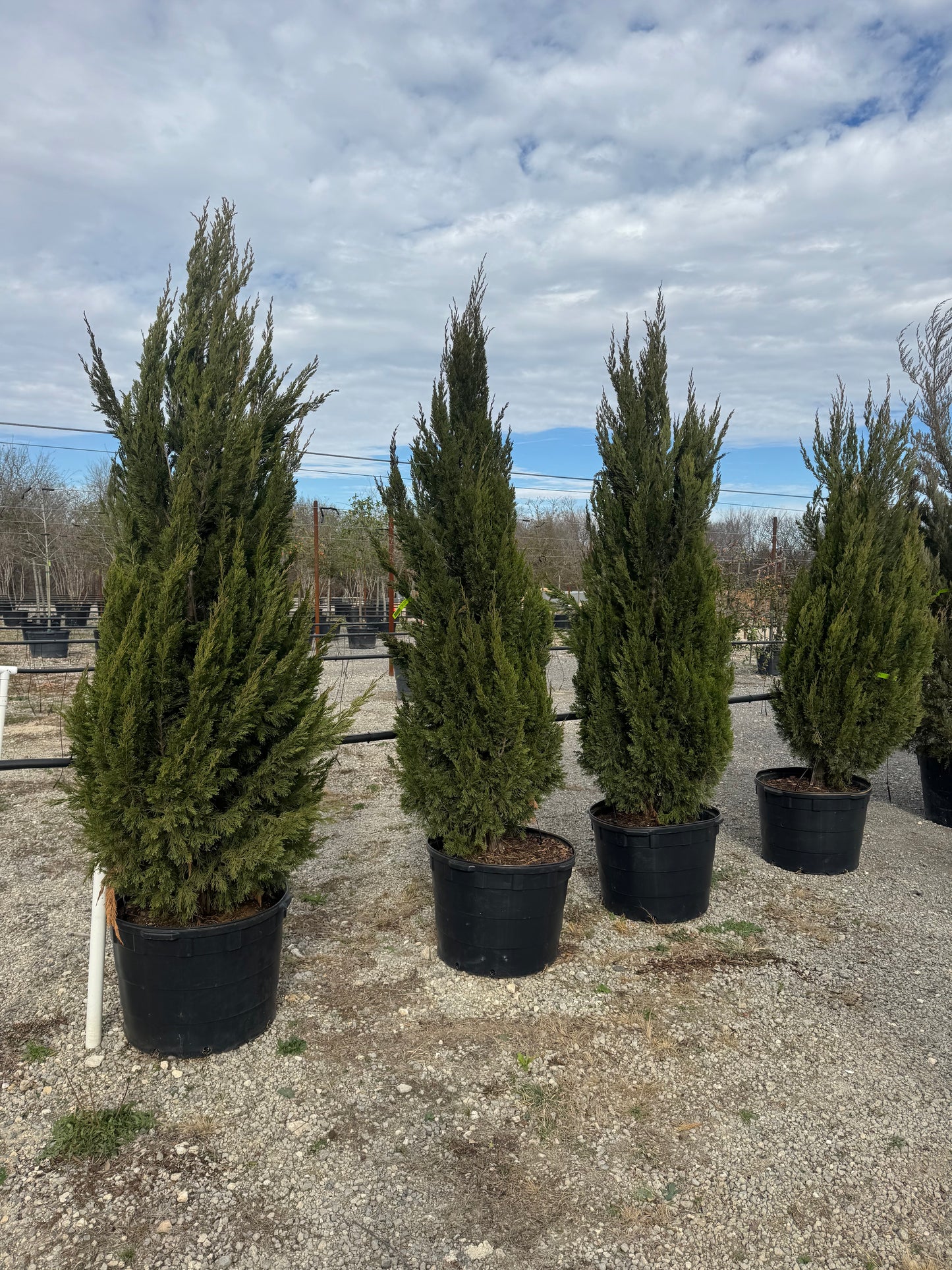 Juniper Spartan