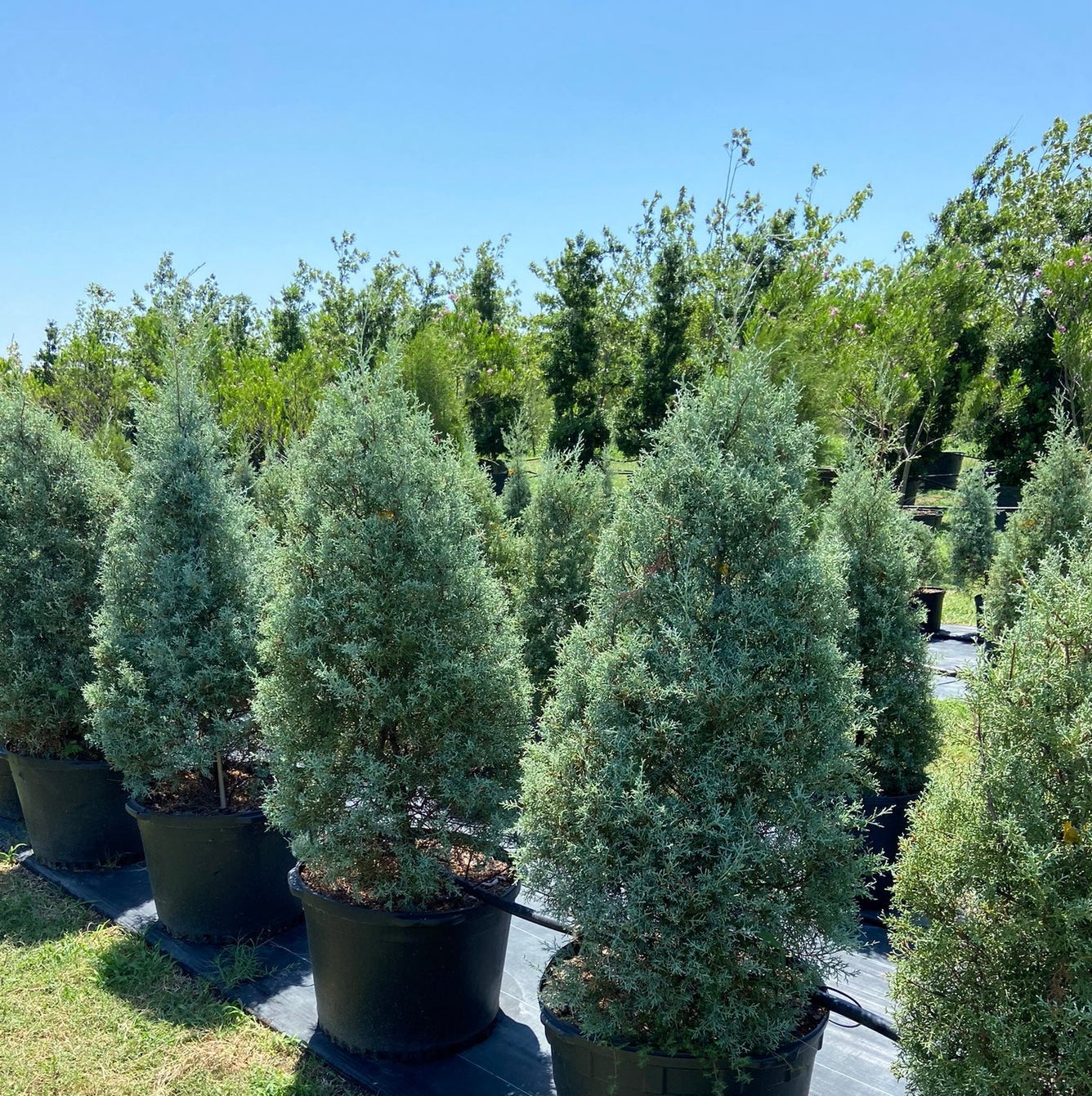 Arizona Cypress Carolina Sapphire