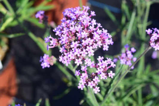 Verbena bonariensis 'Lollipop'