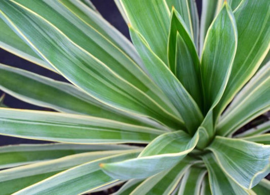 Yucca rostrata