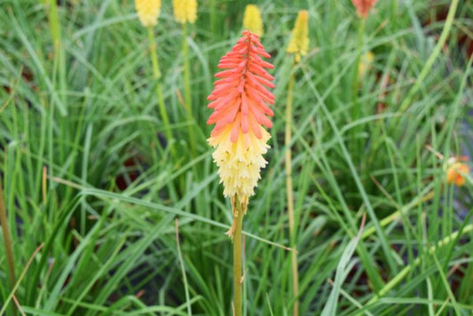 Kniphofia u. 'Flamenco'