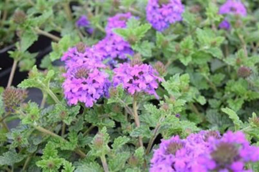 Verbena 'Homestead Purple'