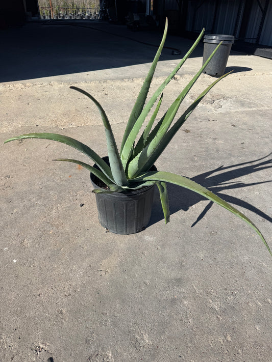 Aloe Vera