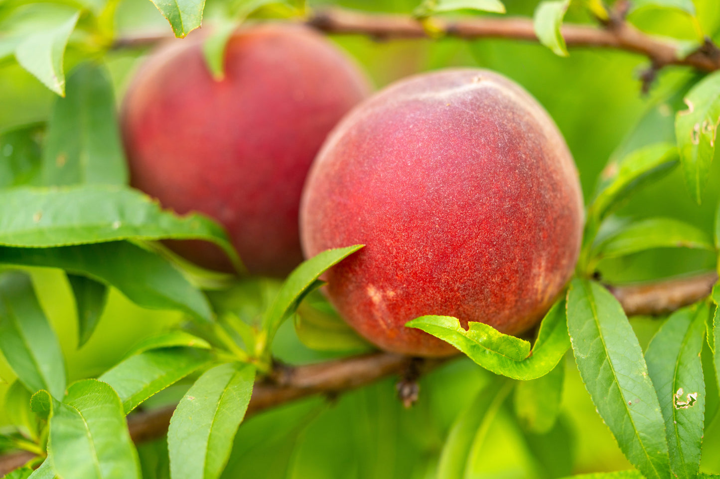 Peach Ranger