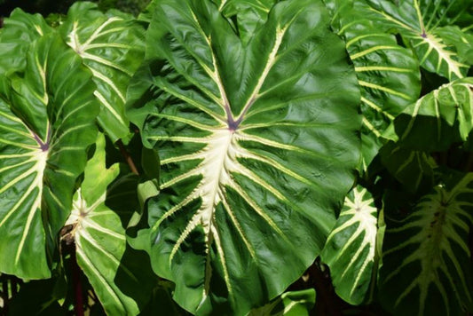 Colocasia Royal Hawaiian 'White Lava'