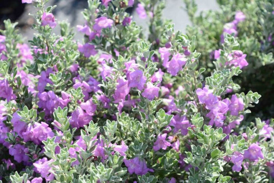 Leucophyllum 'Greado' "TX Sage"