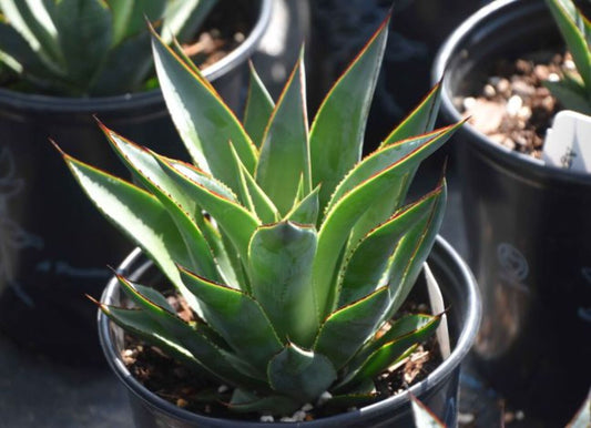 Agave 'Blue Glow'