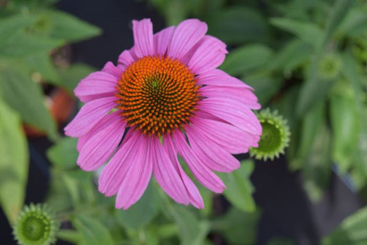 Echinacea p. 'Prairie Splendor'