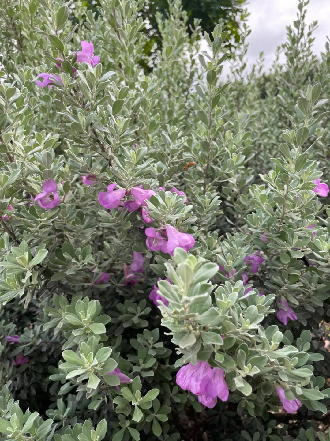 Sage Texas Desperado