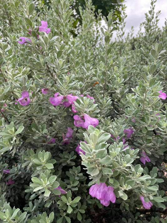 Sage Texas Desperado