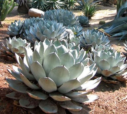 Agave parryi