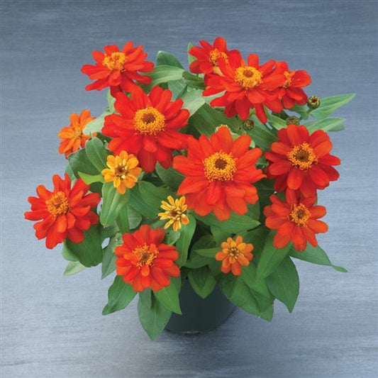 Zinnia 'Belize Dbl. Scarlet'