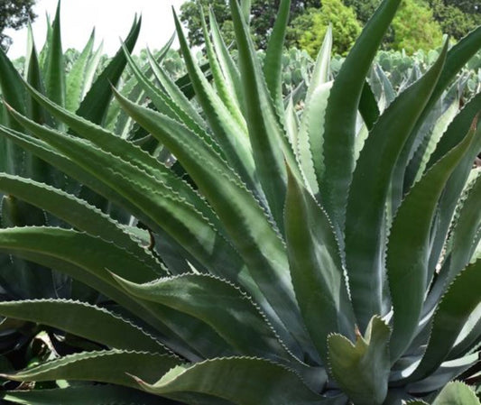 Agave salmiana 'Green Giant'