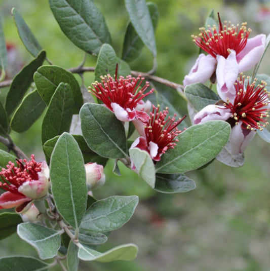 Acca sellowiana "Pineapple Guava"
