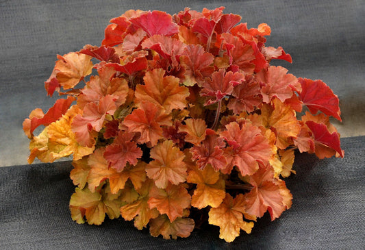 Heuchera Northern Exposure™ ‘Amber'