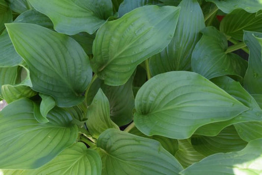 Hosta 'Royal Standard'