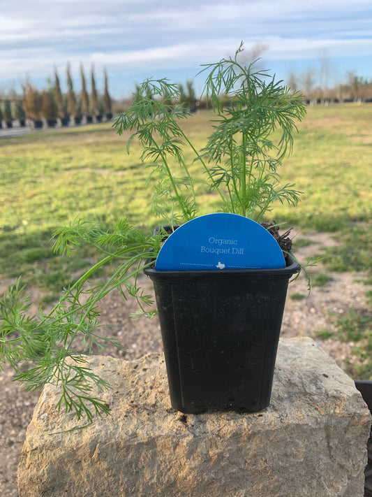Dill Bouquet