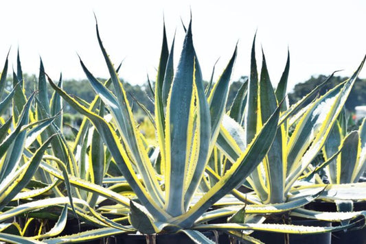 Agave americana Variegated