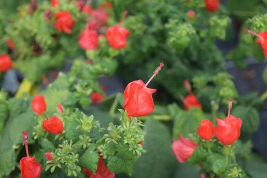 Malvaviscus d. "Turks Cap"