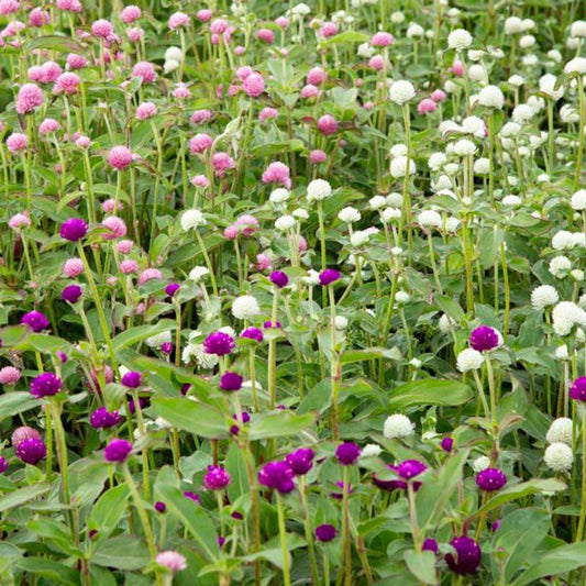 Gomphrena 'Las Vegas Mix'
