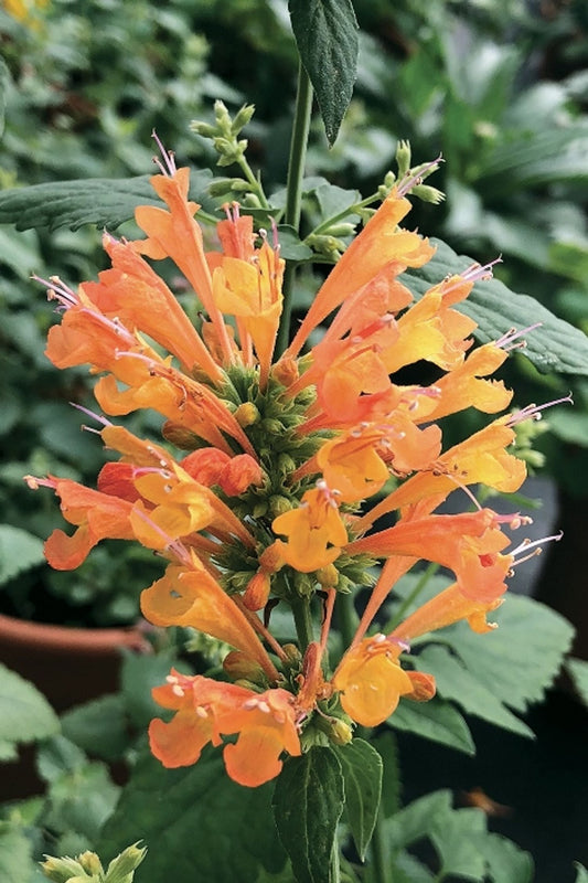 Agastache 'Poquito™ Orange'
