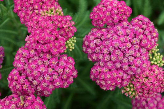Achillea 'Milly Rock Rose'