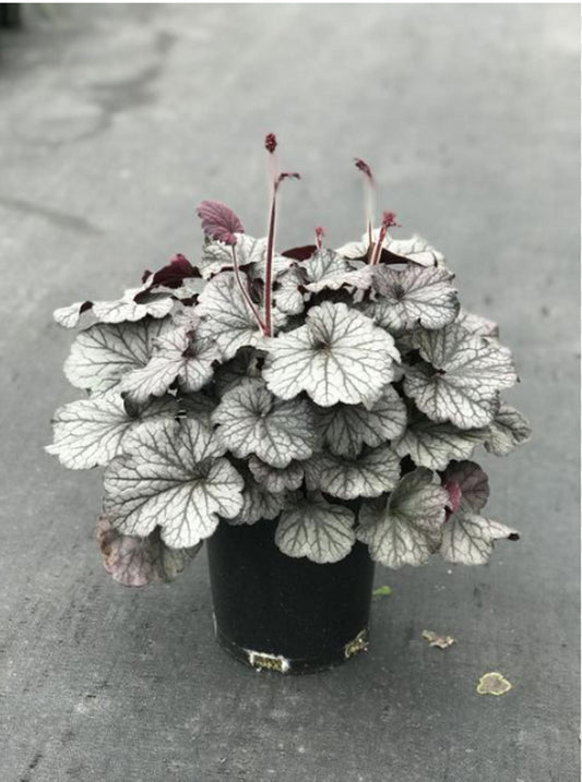 Heuchera Northern Exposure™ ‘Silver'