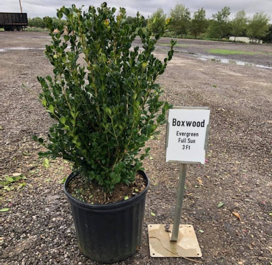 Boxwood