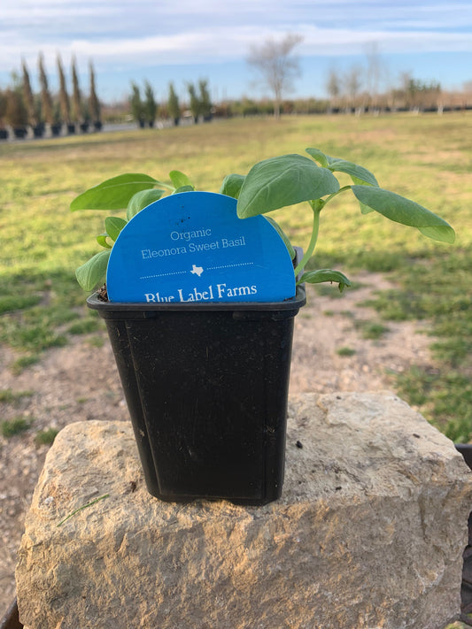 Basil Eleonora